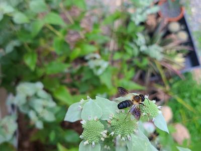 giant resin bee lee county_Photo by Amanda Bratche