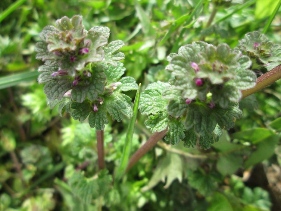 Close-up of henbit dead-nettle with small purple flowers.