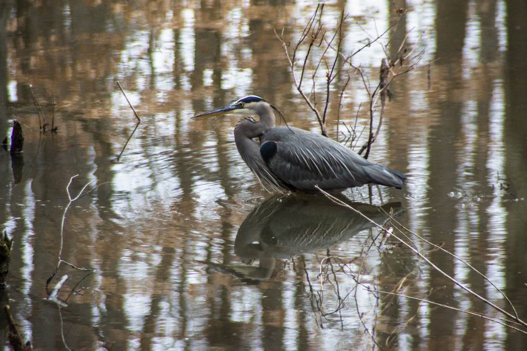 Great blue heron standing in shallow water with its reflection