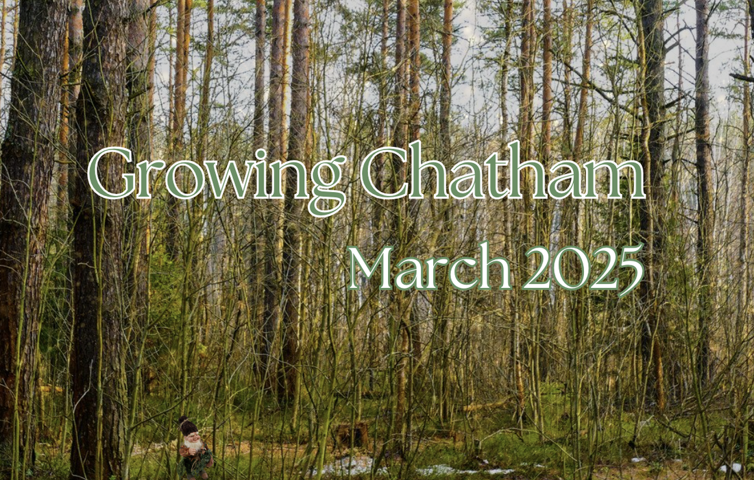 Forest with overlaid text Growing Chatham March 2025 and small gnome bottom-left