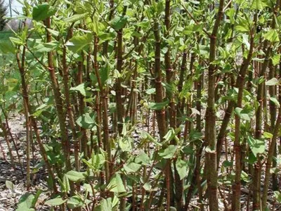 Japanese Knotweed