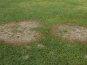 Lawn with large patch disease, showing two brown circular dead areas with a distinct dark brown ring around the dying grass and a lighter center of dead grass.
