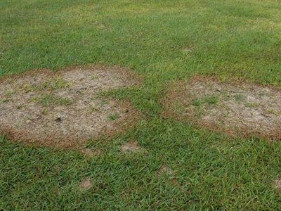 Lawn with large patch disease, showing two brown circular dead areas with a distinct dark brown ring around the dying grass and a lighter center of dead grass.