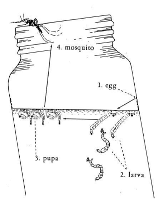 Life cycle of a mosquito in stagnant water.
