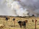 Fires burn behind a pasture of cattle.