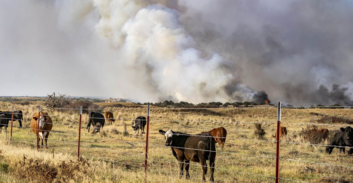 Fires burn behind a pasture of cattle.