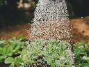 watering garden with sprinkler head