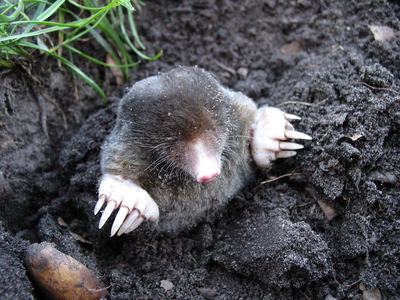 image of an Eastern mole