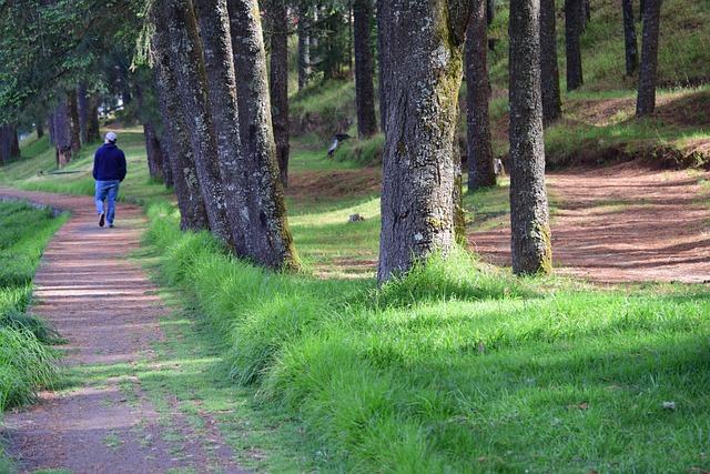 Person walking away on a dirt path lined with tall trees and green grass