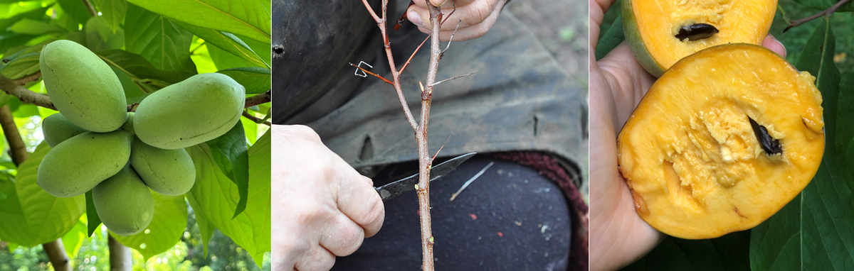 Green fruit cluster; person grafting a small branch; halved yellow fruit showing dark seed