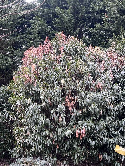 cherry laurel