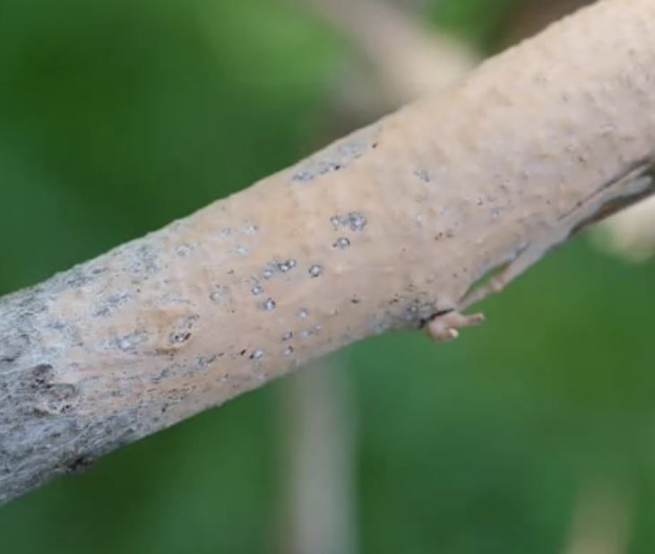 pink disease close up