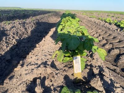A potato field with neatly arranged rows of potato plants emerging from the soil.