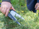 Pruning juniper