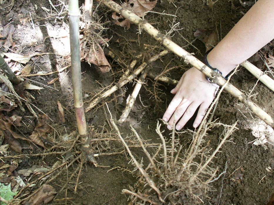 dense network of rivercane rhizomes crisscrossing soil 