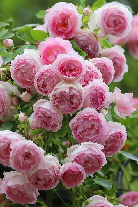 roses