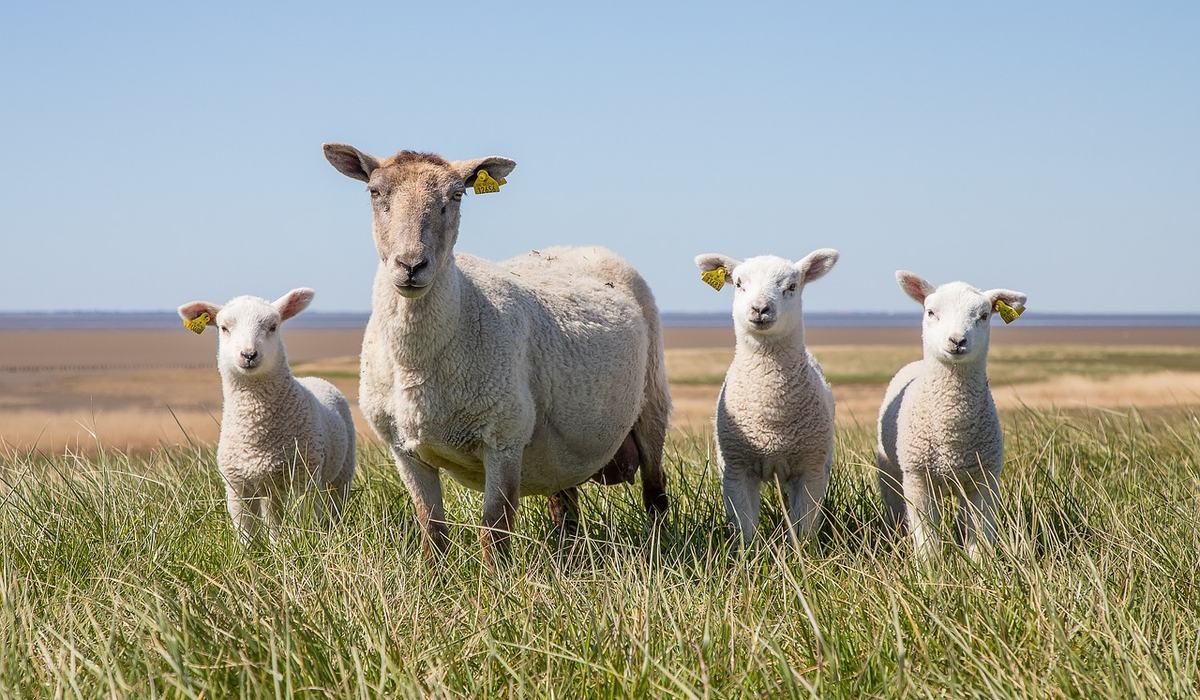 Small Ruminant Newsletter - McDowell County Center | N.C. Cooperative ...