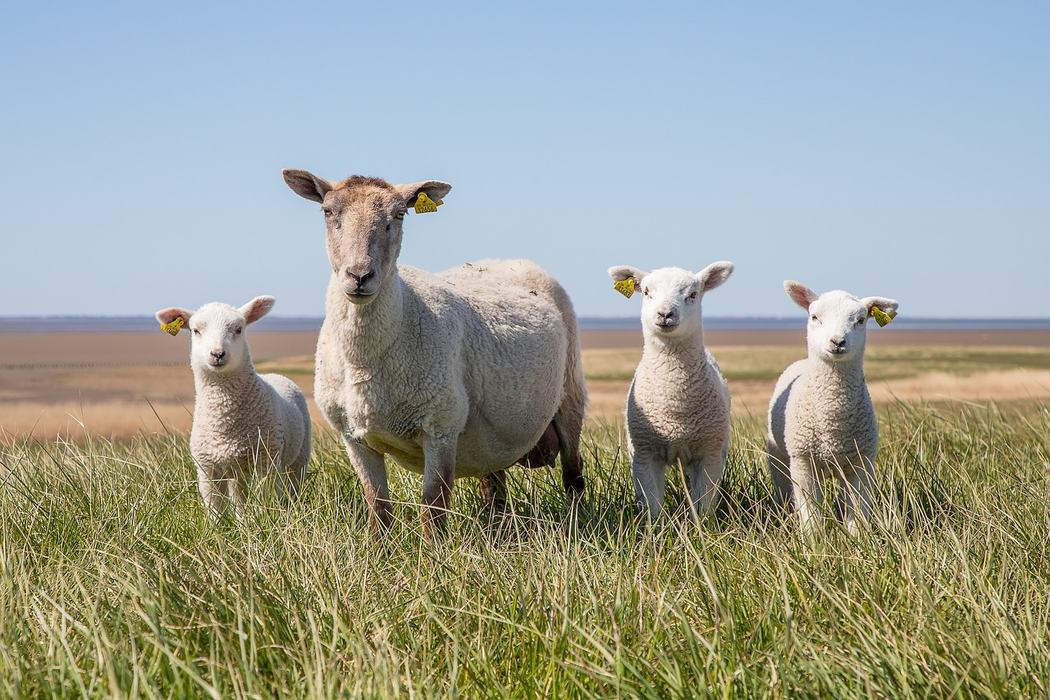 Sheep looking in field