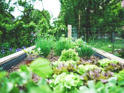 Raised garden bed with lettuce heads, chives, and seedling pots