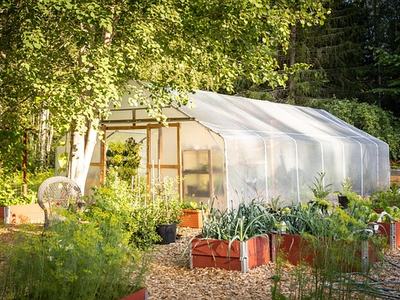 Hoop-style greenhouse beside raised vegetable beds in a sunlit backyard garden