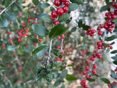 a group of purple leaf galls at the tip of a holly branch