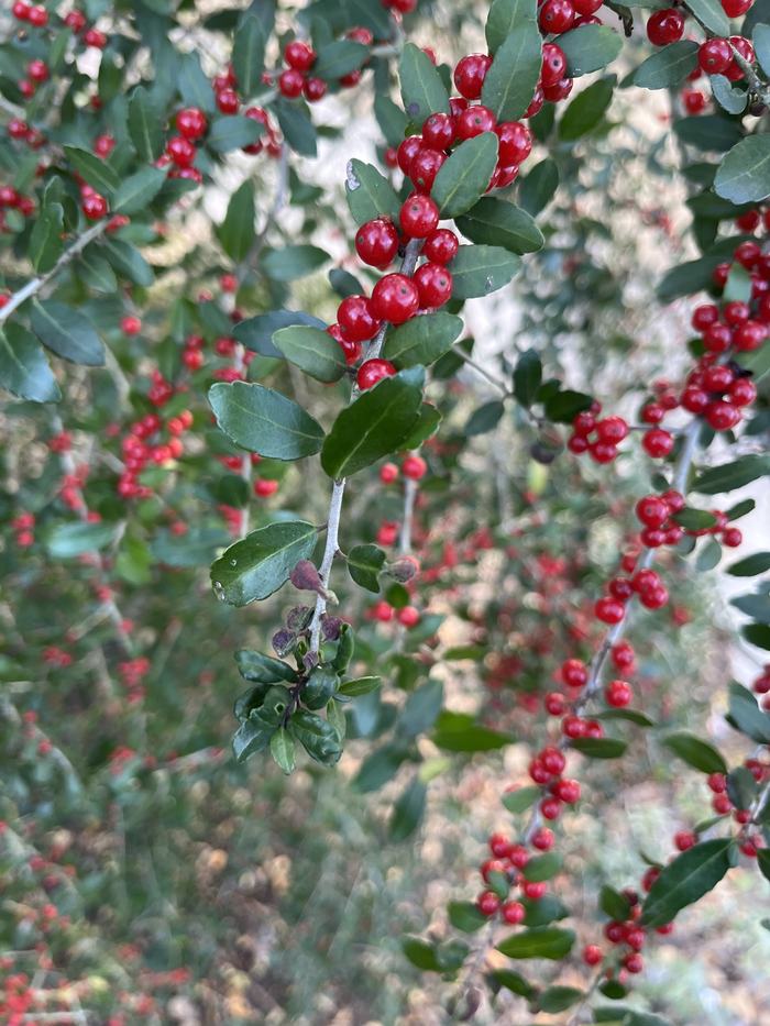 a group of purple leaf galls at the tip of a holly branch