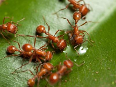 Small red ants on a green leaf gathered around a small drop of liquid