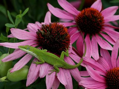 Carolina anole on purple coneflower