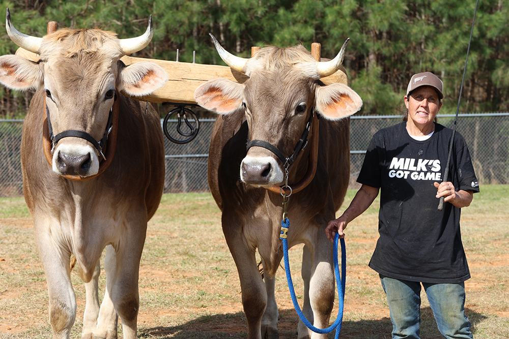 Teamster Allison Sturgill with Gabe and Liam from Brush Creek Swiss Oxen in the Parade of Breeds event at the Livestock Arena.