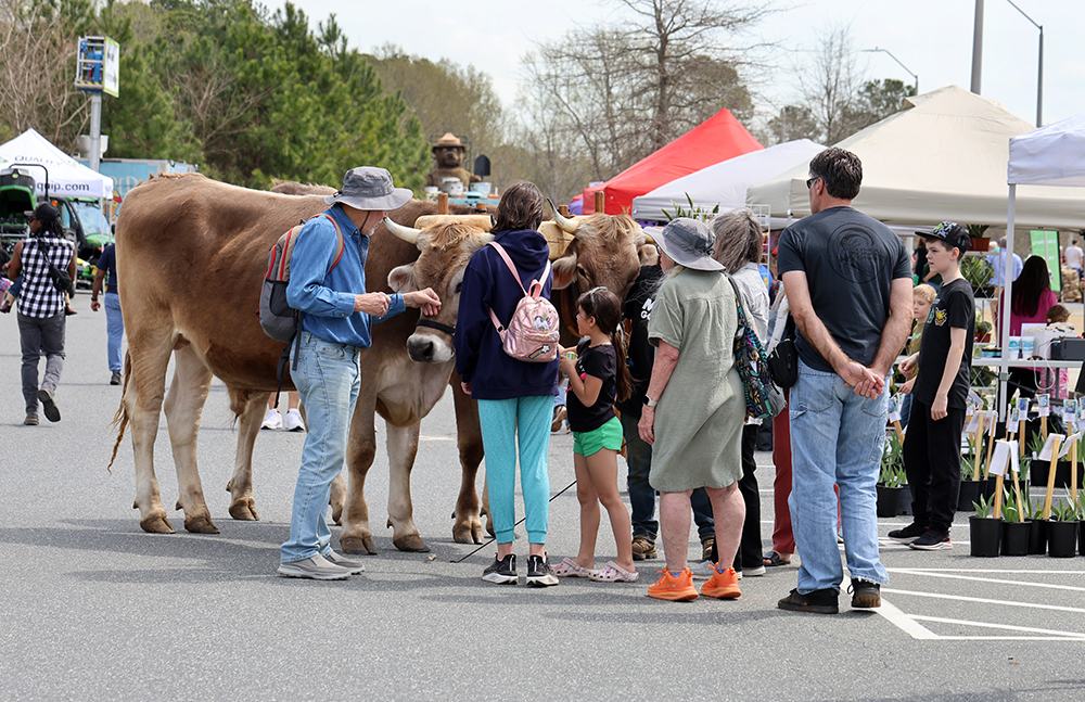 Teamster Alliston Sturgill took Gabe and Liam all around the Conference Center property and they drew crowds whereever they went. They are very gentle and have been a popular attraction at Ag Fest for years.