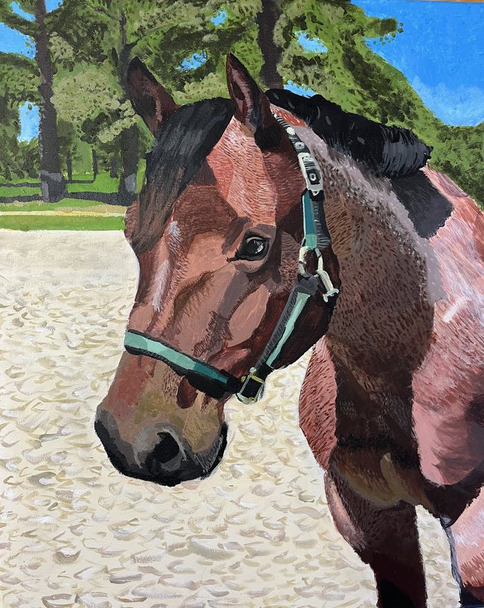 Brown horse head with green halter in sandy paddock, trees in background