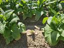 Young tobacco plants with large green leaves planted in soil furrows