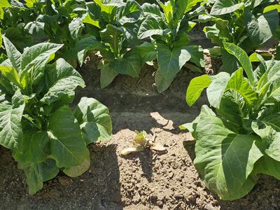 Young tobacco plants with large green leaves planted in soil furrows