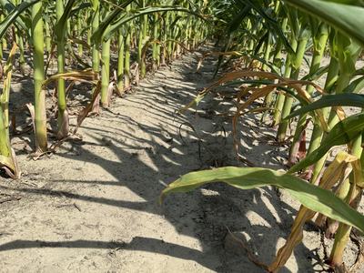 Rows of corn stalks with a dirt path between the planted rows