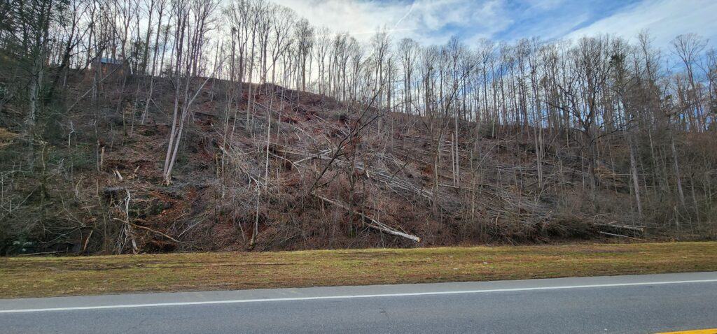 Roadside hillside with numerous fallen trees and standing leafless trunks beneath cloudy sky