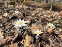 Three bloodroot flowers blooming in the woods surrounding by dried leaves