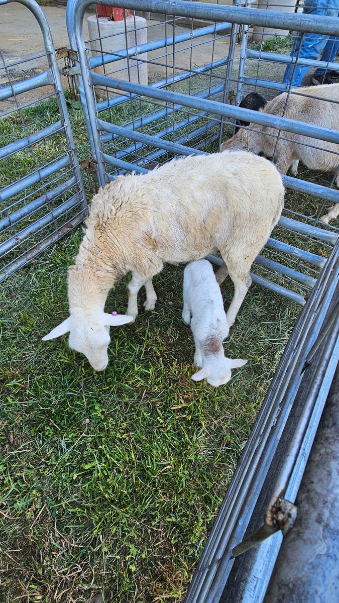 width="137" height="237"