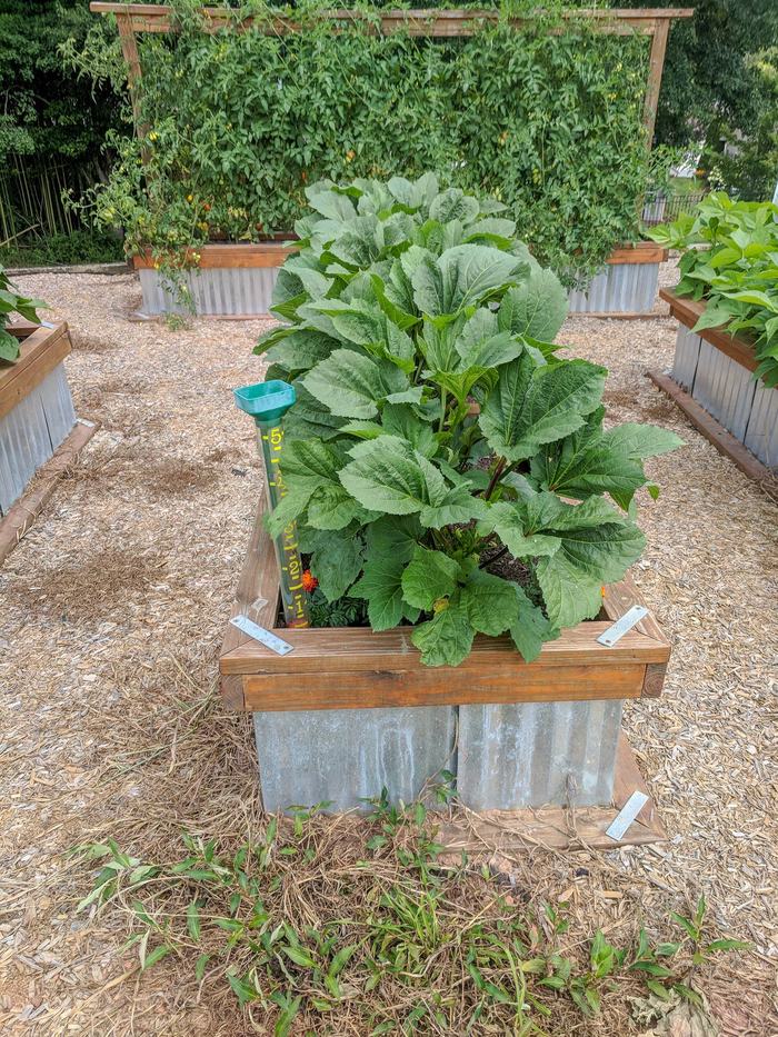 Raised beds with green leafy vegetables.