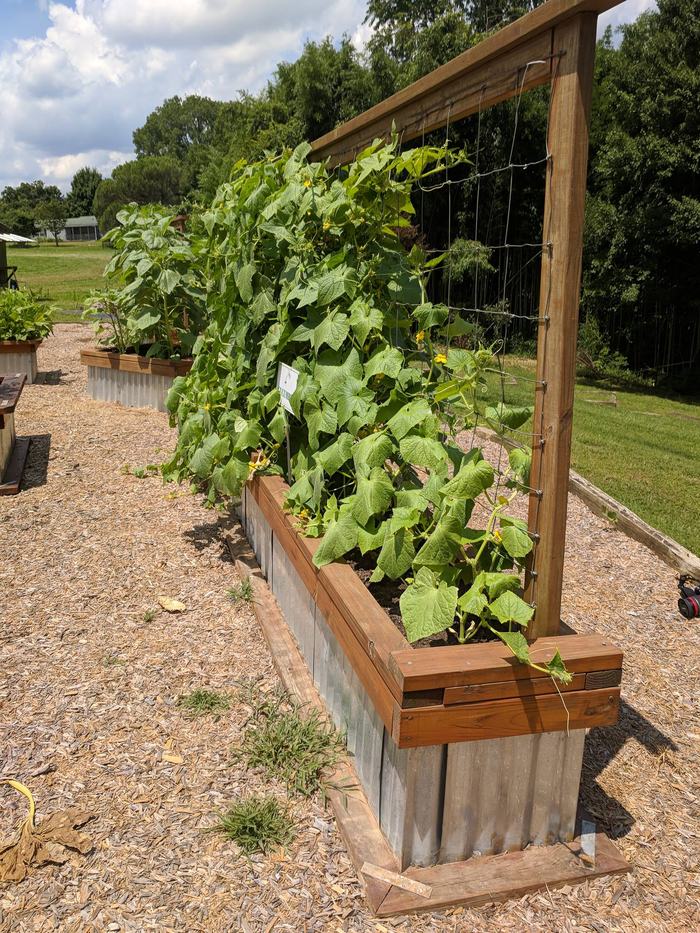 A trellis holding a viney vegetable.