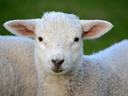4-H lamb 