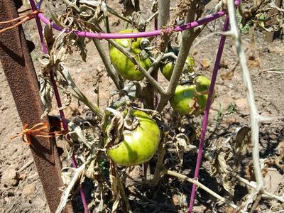 tomato plant with disease