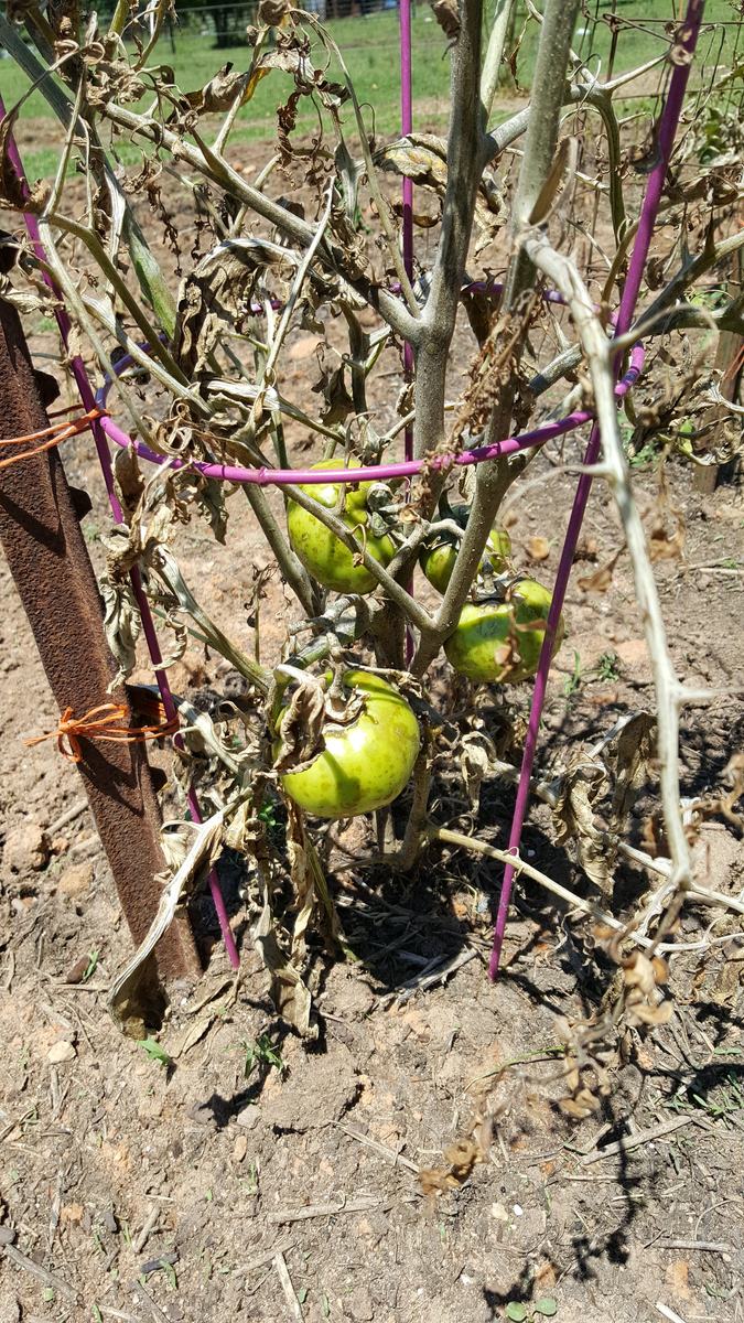 tomato plant with disease