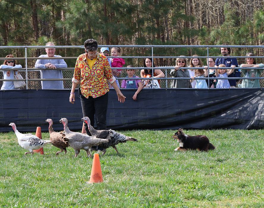 Dog trainer Claire Apple of Not Quite Right Farm did a fun, entertaining, and educational dog herding demonstration with her Shetland sheepdogs and heritage breed turkeys.