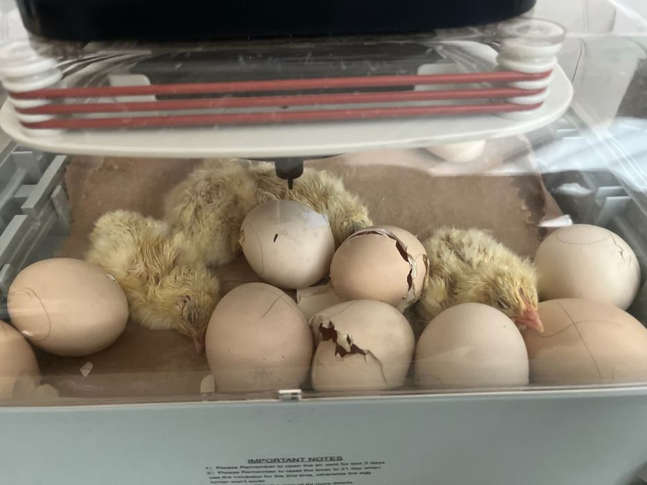 Chicks hatch in an incubator.