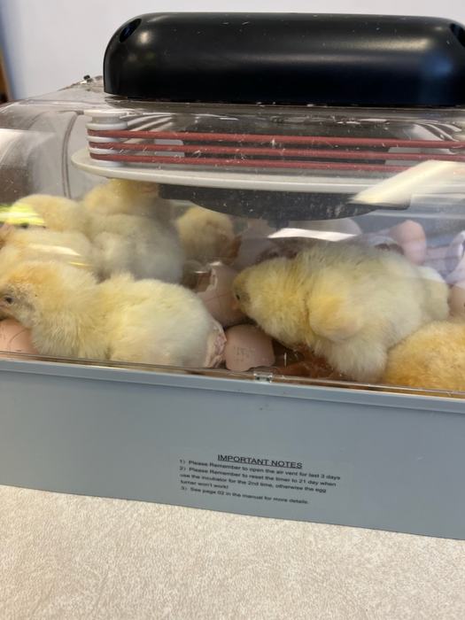 Chicks in an incubator.