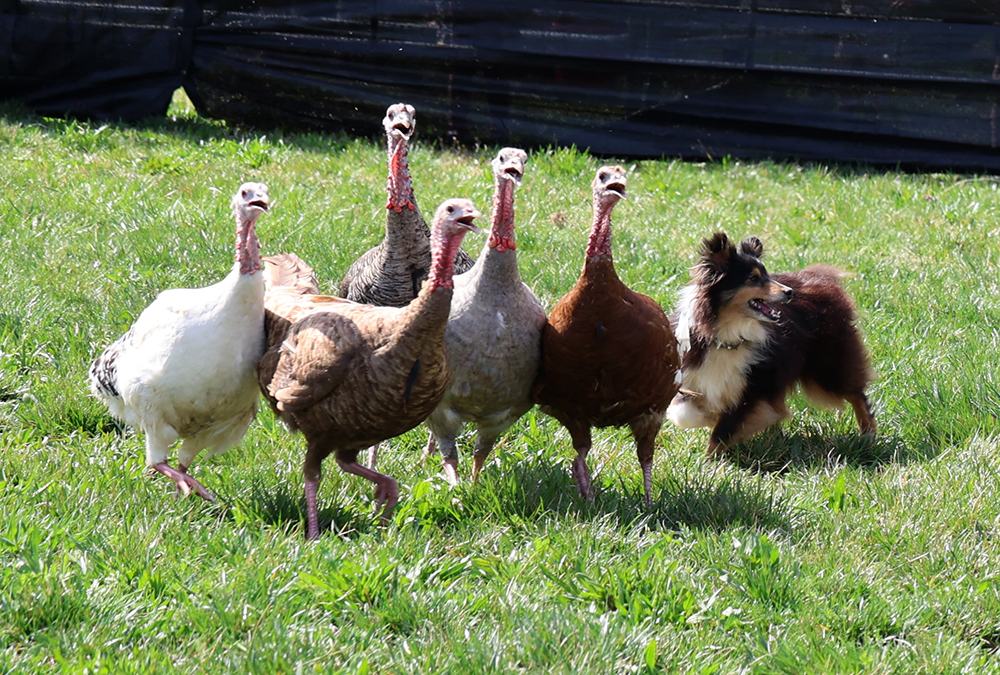 Peep looks towards Claire for guidance on her next move.