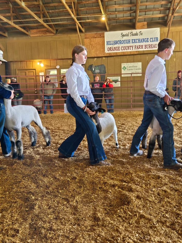 sheep showing