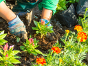Hands in gloves planting young pink flowers in a garden bed among orange marigolds