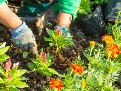 Hands in gloves planting young pink flowers in a garden bed among orange marigolds