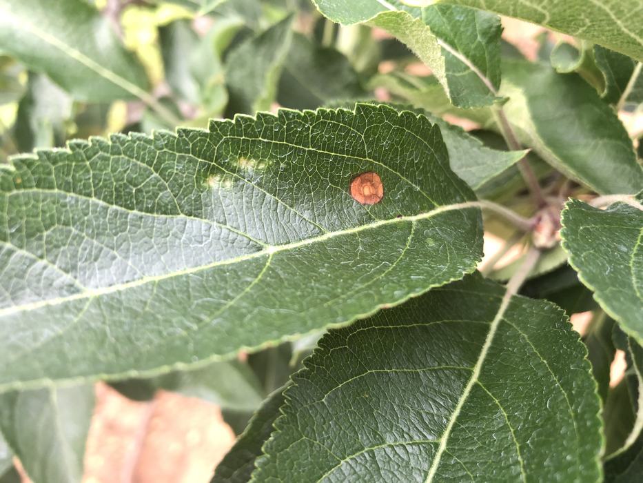 Symptoms of Alternaria leaf spot on Red Delicious